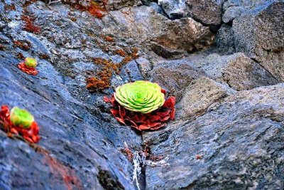 Cactus on the Rocks