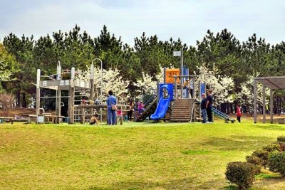 The Playground with the Sakuras