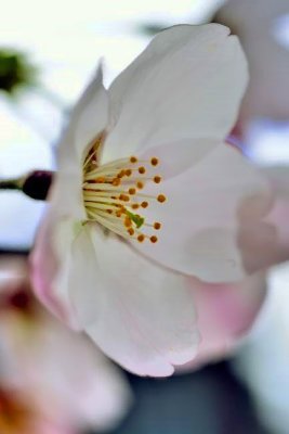 Males and Female, In One Sakura Flower