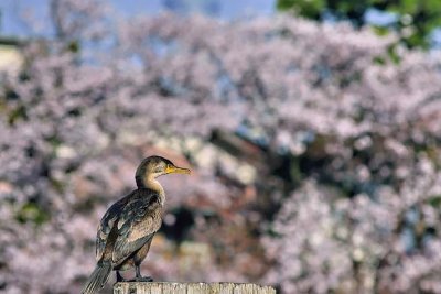 Cormorant Looking At Sakuras