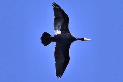 Cormorant In Flight Above