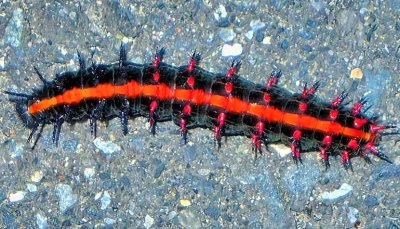 Caterpillar on the Asphalt