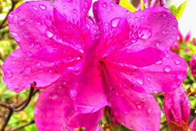 Purple Flower in The Rain 