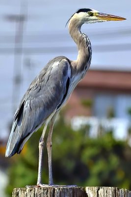The Heron On River 