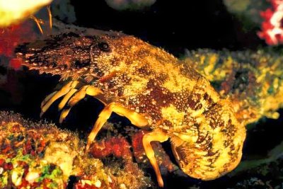 Cavaco- Indo Pacific Rock Lobster