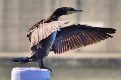 Cormorant Stretching Wings
