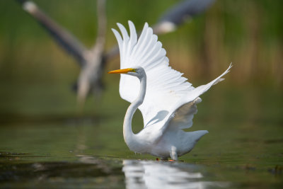 DSC_5527_4x6.jpg
