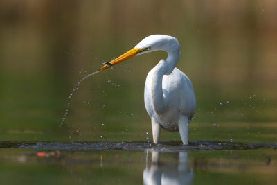 DSC_5514_4x6.jpg