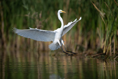 DSC_5402_4x6.jpg
