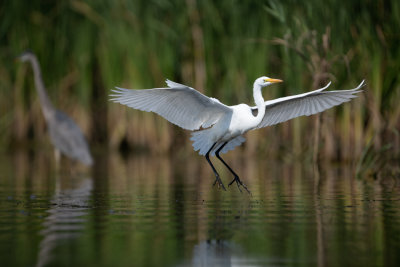 DSC_5400_4x6.jpg