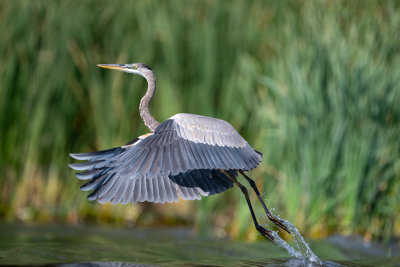 DSC_5342_4x6.jpg