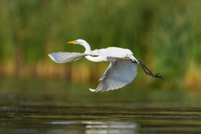 DSC_5273_4x6.jpg