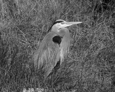 BLUE HERON #2