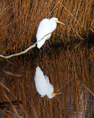 EGRET #3