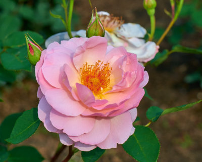 g12/51/499551/3/169517823.6c1Y5ZWb.jpg