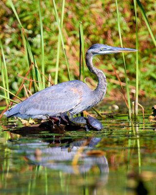 FROM THE KAYAK