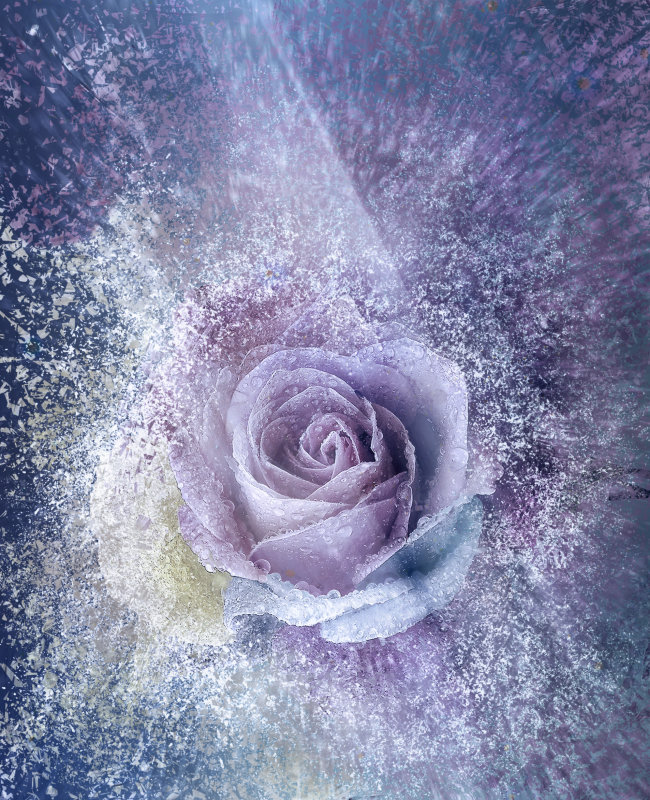 rose