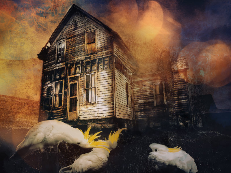 shack 3.jpg