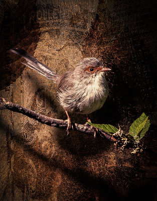 young Fairy wren