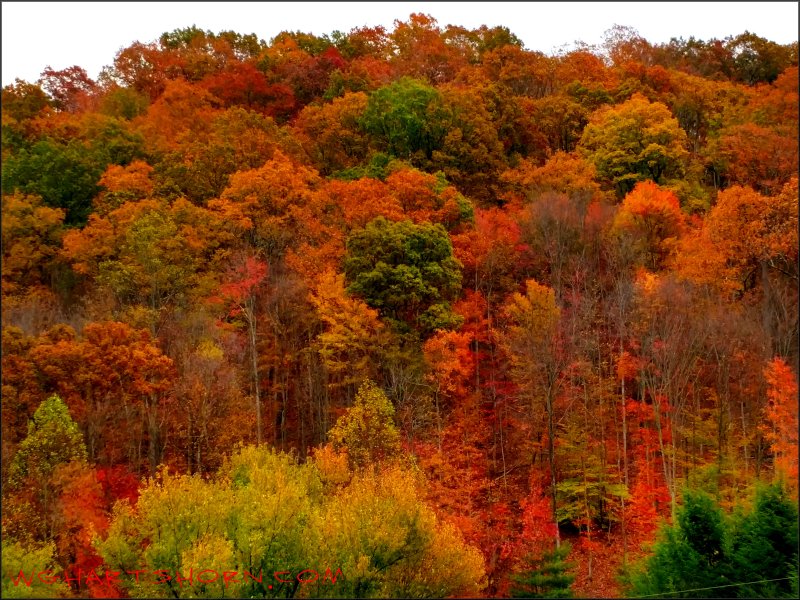 Chappell Road Autumn