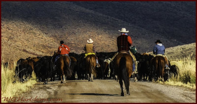 Cattle Drive