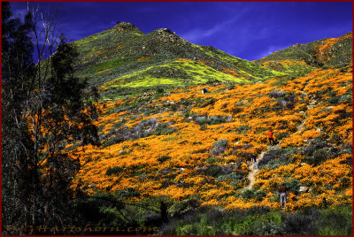 Walker Canyon Wildflowers