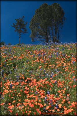 Figueroa Mountain