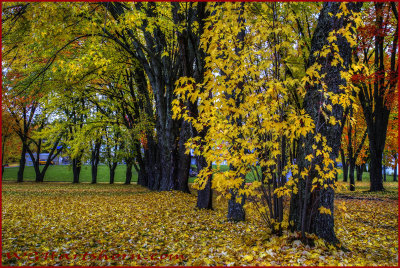 Autumn Splendor