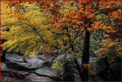 Canyon Autumn Splendor