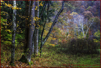 Autumn Backroad