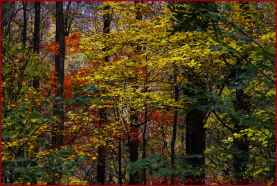 Smokey Mountains Forest