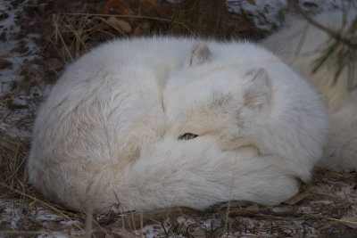 White Fox