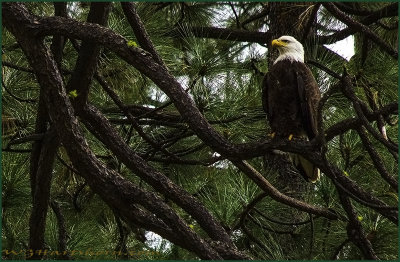 Bald Eagle