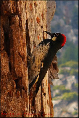 Woddy Woodpecker