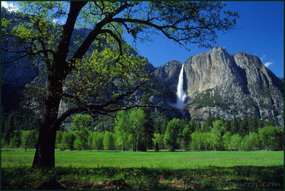 Meadow To Yosemite Falls