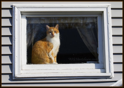 KittyKat Window