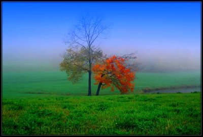 Misty Morning Autumn