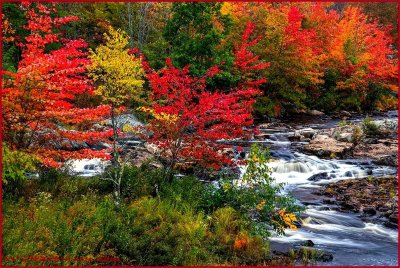 Autumn Creekside Splendor