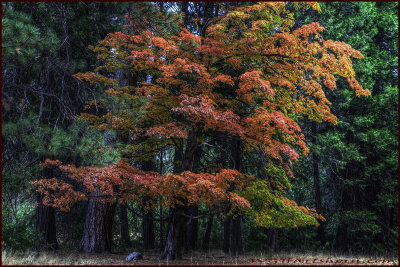 Autumn Splendor