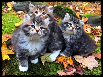 Autumn Kitties 🐈