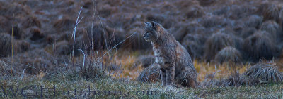 Bobcat in Meadow