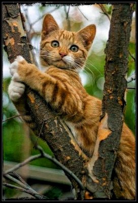 Hanging On To Life 🐈