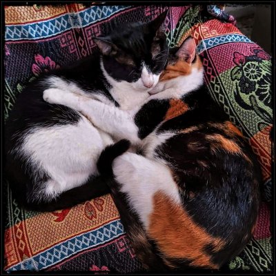 Kozzy Kitties 🐈