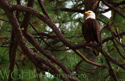 Bald Eagle 🦅