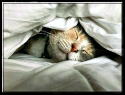 Between the Sheets 🐈