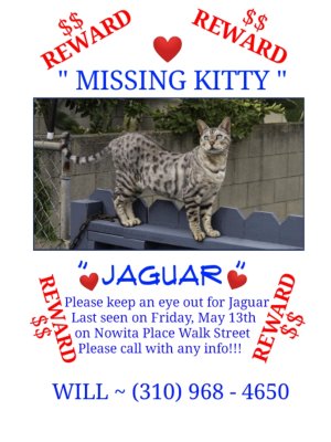 Jaguar is Missing 🥺🥺