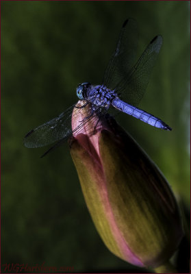 Lotus Dragonfly