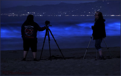 Blue Tide Bioluminescence