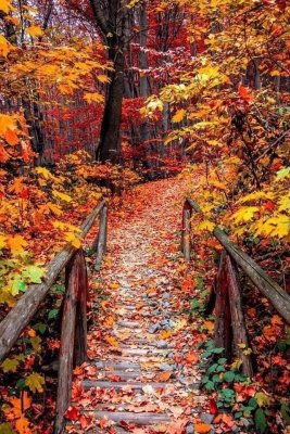 Bridge To Autumn's Splendor 