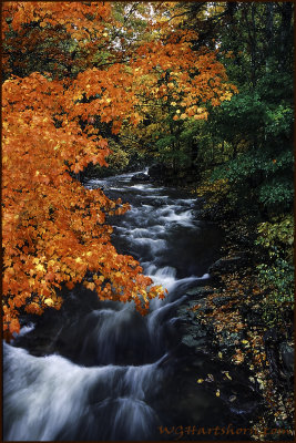 Autumn Creekside Splendor